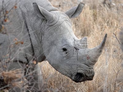 Female rhinoceros