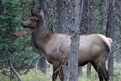 Elk