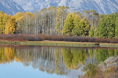 Oxbow Bend reflections 