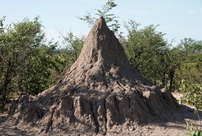 Termite mound