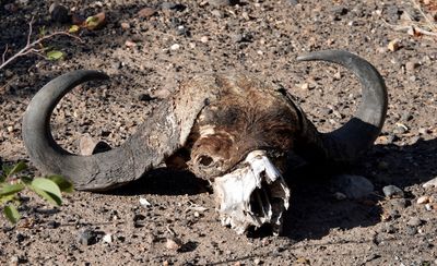 Buffalo skull