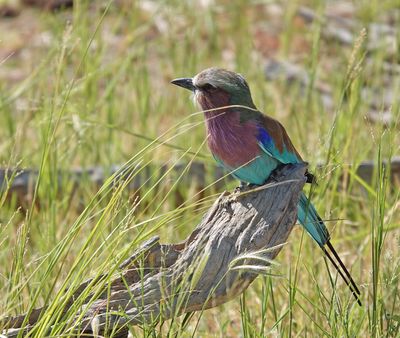 Lilac breasted roller 