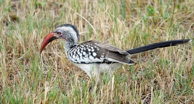 Yellow billed hornbill