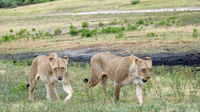 Lions hunting