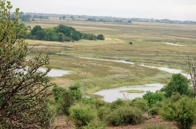 Chobe landscape