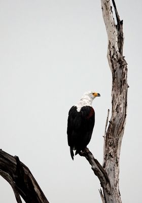 African fish eagle