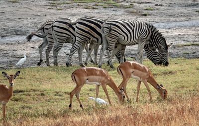 Zebras and impalas