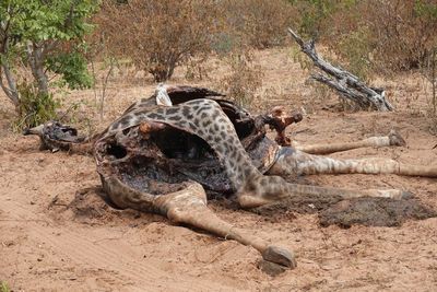 Giraffe carcass