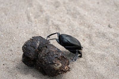 Dung beetle