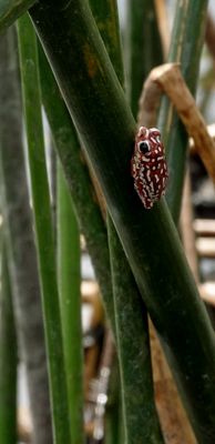 Painted reed frog