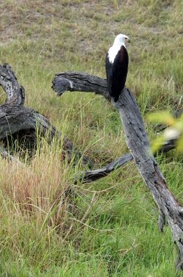 African fish eagle