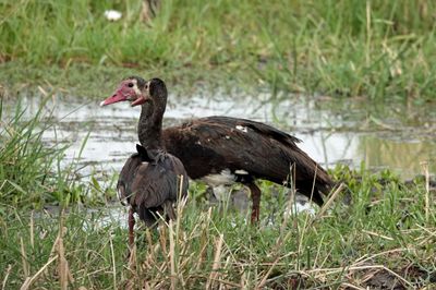 Spur-winged geese