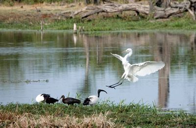 Egret landing