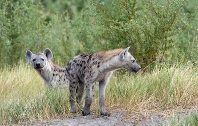 Spotted hyena cubs
