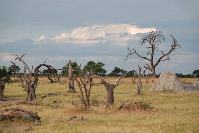 Okavango landscape