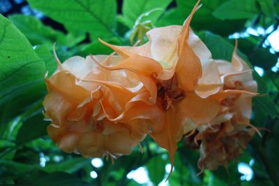 Trumpet flower