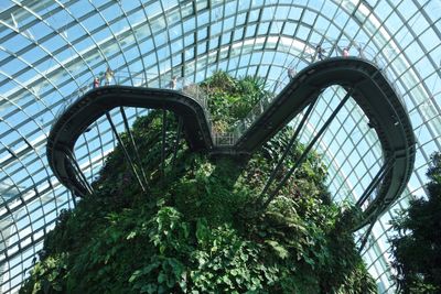 Cloud Forest