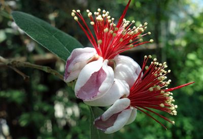 Feijoa