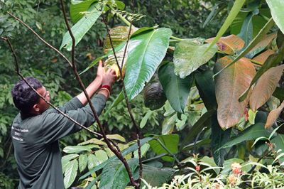 Washing leaves