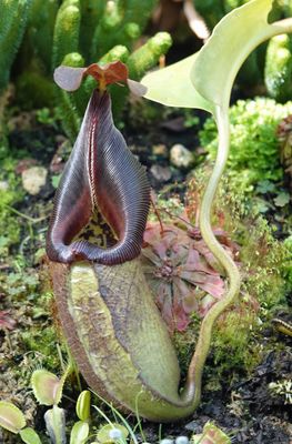 Nepenthes bongso