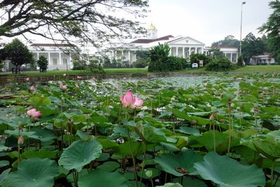 Bogor Botanical Gardens