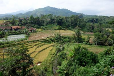 Mountain landscape/Java
