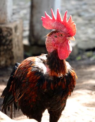 Rooster