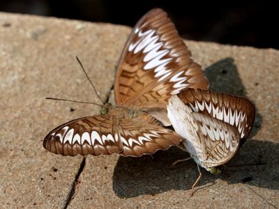 Butterflies