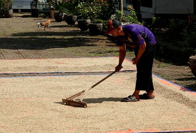 Drying rice