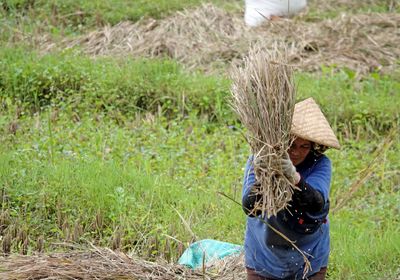 Threshing rice
