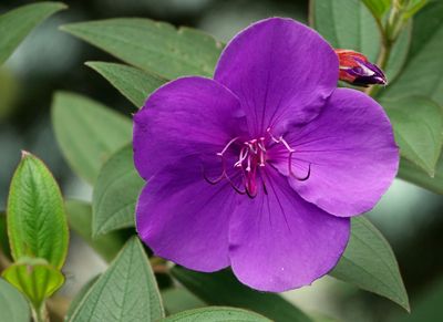 Pleroma urvilleanum/Glory bush