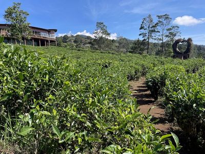 Tea estate