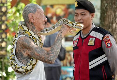 Boa constrictor
