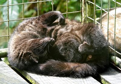 Civet