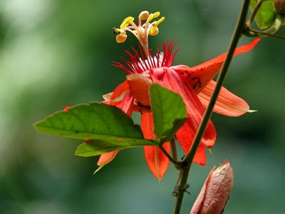 Red passion flower