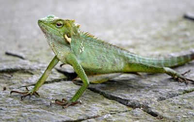 Chameleon