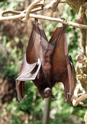 Fruit bat
