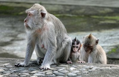 Macaques
