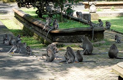 Macaques at lunch