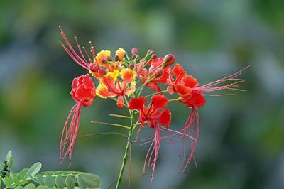 Red bird of paradise