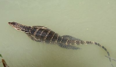 Komodo dragon