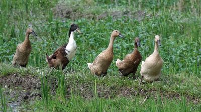 Ducks