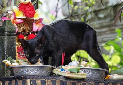 Enjoying the offerings