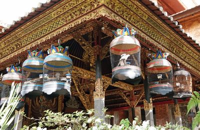 Bird cages