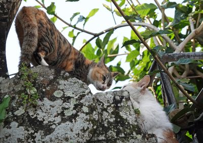 Confrontation