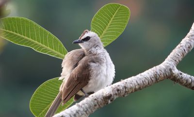Yellow vented bulbul