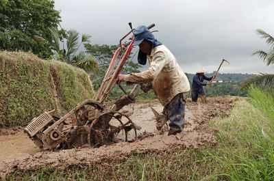Tilling rice paddy