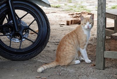 Local cat