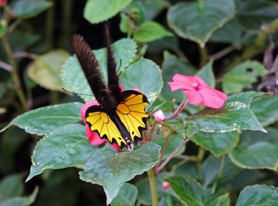 Troides helena/common birding