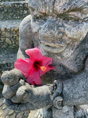 Hibiscus
